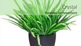  Presentation with aloe vera - Slide set with aloe-vera-plant background and a mint green colored foreground