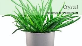  Presentation with aloe vera - Slide deck consisting of aloe-vera-plant background and a mint green colored foreground