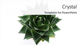  Presentation with aloe vera - Slides enhanced with aloe vera on white background background and a white colored foreground