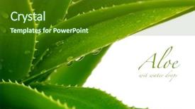  Presentation with aloe vera - Presentation consisting of aloe vera with water drops background and a forest green colored foreground