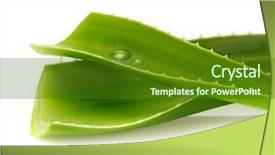  Presentation with aloe vera gel - Audience pleasing slide set consisting of aloe vera with water drops backdrop and a tawny brown colored foreground