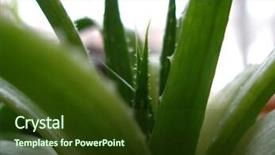  Presentation with aloe vera - Audience pleasing PPT layouts consisting of aloe vera backdrop and a tawny brown colored foreground