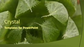  Presentation with aloe vera - 