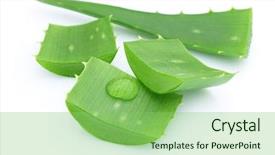  Presentation with aloe vera - PPT layouts having aloe vera background and a seafoam green colored foreground