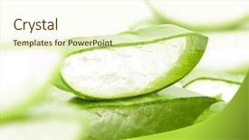  Presentation with aloe vera - Theme with aloe vera background and a cream colored foreground