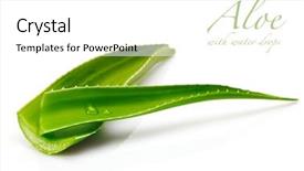  Presentation with water drops - Slide deck enhanced with aloe with water drops background and a white colored foreground