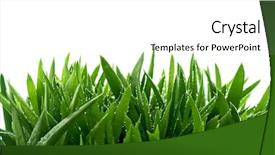  Presentation with aloe vera - PPT theme with aloe background and a white colored foreground