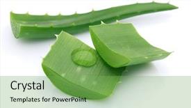  Presentation with aloe vera gel - PPT theme featuring aloe background and a seafoam green colored foreground