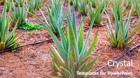  Presentation with aloe vera - Cool new PPT theme with aloevera - aloe vera field at canary backdrop and a coral colored foreground