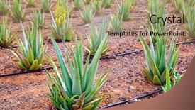  Presentation with aloe vera - Beautiful theme featuring aloevera - aloe vera field at canary backdrop and a coral colored foreground