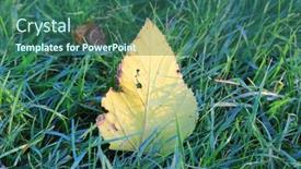  Presentation with alone - Cool new PPT layouts with alone-autum-leaf-in-grass backdrop and a ocean colored foreground