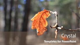  Presentation with alone - PPT layouts having alone-autumn-dry-oak-leaf background and a violet colored foreground