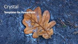  Presentation with oak forest - Amazing presentation design having alone-autumn-oak-leaf backdrop and a ocean colored foreground