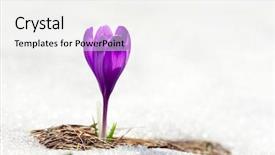  Presentation with blooming flower animated crocus - Slide deck with alone crocus flower in snow background and a white colored foreground