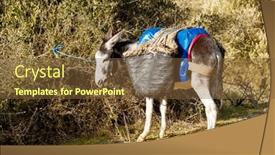  Presentation with alone - PPT theme featuring alone-donkey-in-morocco background and a tawny brown colored foreground