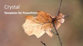  Presentation with oak tree - Slide set consisting of alone-dry-autumn-oak-leaf background and a coral colored foreground