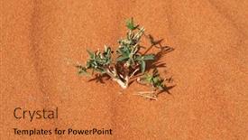  Presentation with alone - Slides enhanced with alone-flower-n-the-desert background and a gold colored foreground