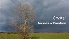  Presentation with green tree - Cool new slides with alone-leafless-tree-on-green backdrop and a gray colored foreground