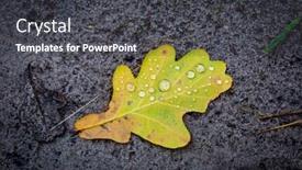  Presentation with soil water - PPT theme with alone oak leaf with water drops on soil background and a dark gray colored foreground