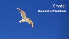  Presentation with alone - Colorful theme enhanced with alone-seagul-fly-in-clear backdrop and a ocean colored foreground