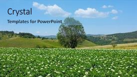  Presentation with alone - Slides enhanced with alone-tree-in-a-flowered background and a light blue colored foreground