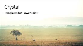  Presentation with safari animals - Slide deck consisting of alone tree in african savanna background and a white colored foreground