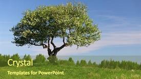  Presentation with rural india paddy field green - PPT theme enhanced with alone tree on green grass background and a tawny brown colored foreground