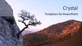  Presentation with juniper tree - PPT theme having alone tree on the edge background and a sky blue colored foreground