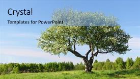  Presentation with oak tree - PPT layouts featuring alone tree background and a light blue colored foreground