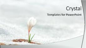  Presentation with white snow - PPT layouts having alone white crocus flower background and a sky blue colored foreground
