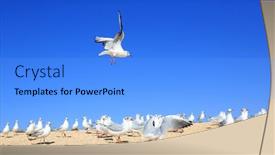 Presentation with seagull - PPT layouts with alone-young-seagull-is-flying background and a light blue colored foreground