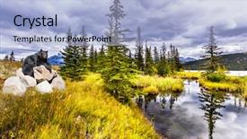  Presentation with black bear - Presentation design having along the pocahontas road rocky background and a light blue colored foreground