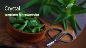  Presentation with aloe vera - Audience pleasing slide set consisting of alovera - aloe vera on dark background backdrop and a  colored foreground