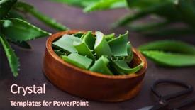  Presentation with aloe vera - PPT layouts consisting of alovera - aloe vera on dark background background and a wine colored foreground