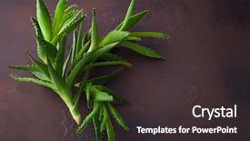  Presentation with aloe vera - Colorful PPT layouts enhanced with alovera - aloe vera on dark background backdrop and a dark gray colored foreground