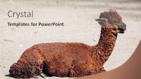  Presentation with sunshine - Cool new PPT layouts with alpaca-lying-on-ground backdrop and a lemonade colored foreground