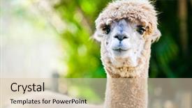  Presentation with natural - Cool new theme with alpaca portrait on green natural backdrop and a soft green colored foreground