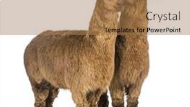  Presentation with ear - Cool new slides with alpaca-whispering-at-another-alpaca backdrop and a coral colored foreground