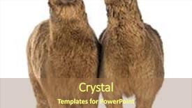  Presentation with ear - PPT theme featuring alpaca-whispering-at-another-alpaca background and a coral colored foreground