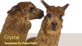  Presentation with ear - Beautiful slide deck featuring alpaca-whispering-at-another-alpaca backdrop and a tawny brown colored foreground