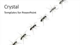  Presentation with ant - PPT layouts having alphabet letters spelled by ant in line background and a white colored foreground