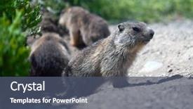  Presentation with alpine - Presentation enhanced with alpine baby marmot background and a ocean colored foreground