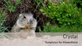  Presentation with baby birthday baloons - Presentation theme with alpine baby marmot background and a soft green colored foreground