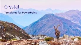  Presentation with alps - Amazing presentation theme having alpine carpa ibex wild goat backdrop and a light blue colored foreground