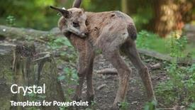  Presentation with alpine - Slides featuring alpine chamois rupicapra rupicapra rupicapra wildlife animal background and a dark gray colored foreground