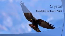  Presentation with alpine - PPT layouts having alpine-chough-or-yellow-billed background and a light blue colored foreground