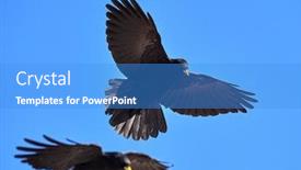  Presentation with alpine - Audience pleasing slide deck consisting of alpine-chough-or-yellow-billed backdrop and a teal colored foreground