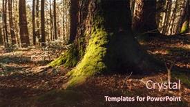  Presentation with moss - Presentation theme featuring alpine-forest-floor-in-partial background and a  colored foreground