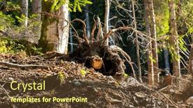  Presentation with alpine - Presentation theme featuring alpine-forest-floor-with-fallen background and a tawny brown colored foreground
