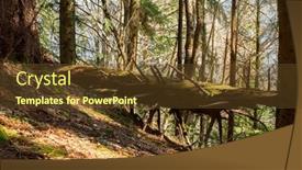  Presentation with trees forest lumber - PPT theme with alpine-forest-floor-with-old background and a tawny brown colored foreground